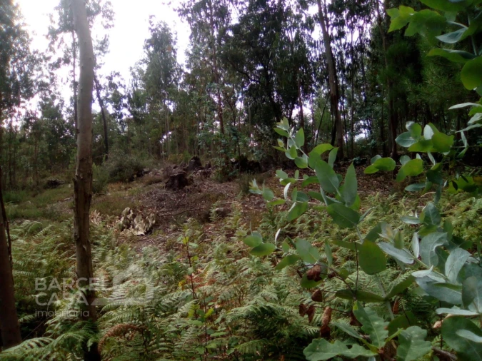 Terreno para Venda em Remelhe Foto 6