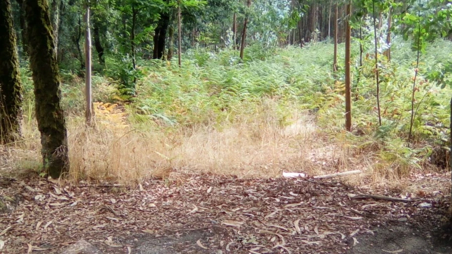 Terreno para Venda em Remelhe