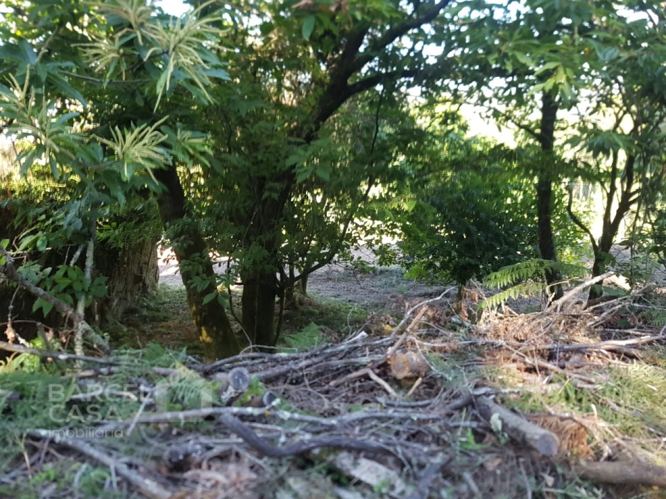 Terreno para Venda em Navió e Vitorino dos Piães Foto 4