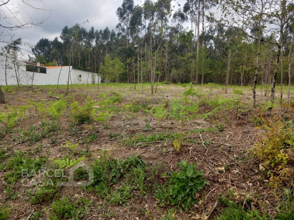 Terreno para Venda em Campo e Tamel (São Pedro Fins) Foto 2