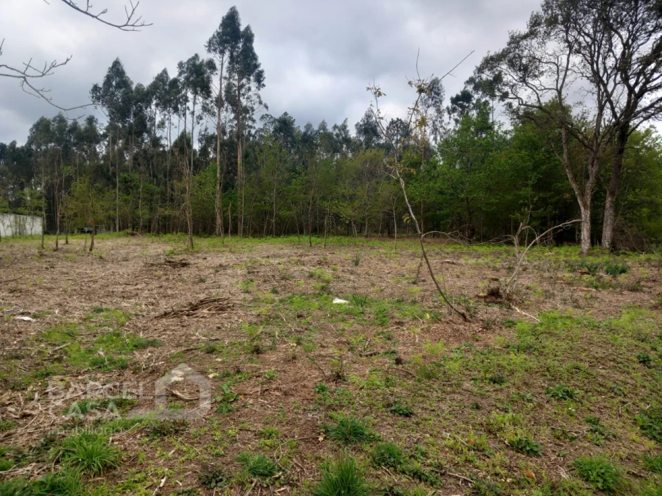 Terreno para Venda em Campo e Tamel (São Pedro Fins) Foto 4