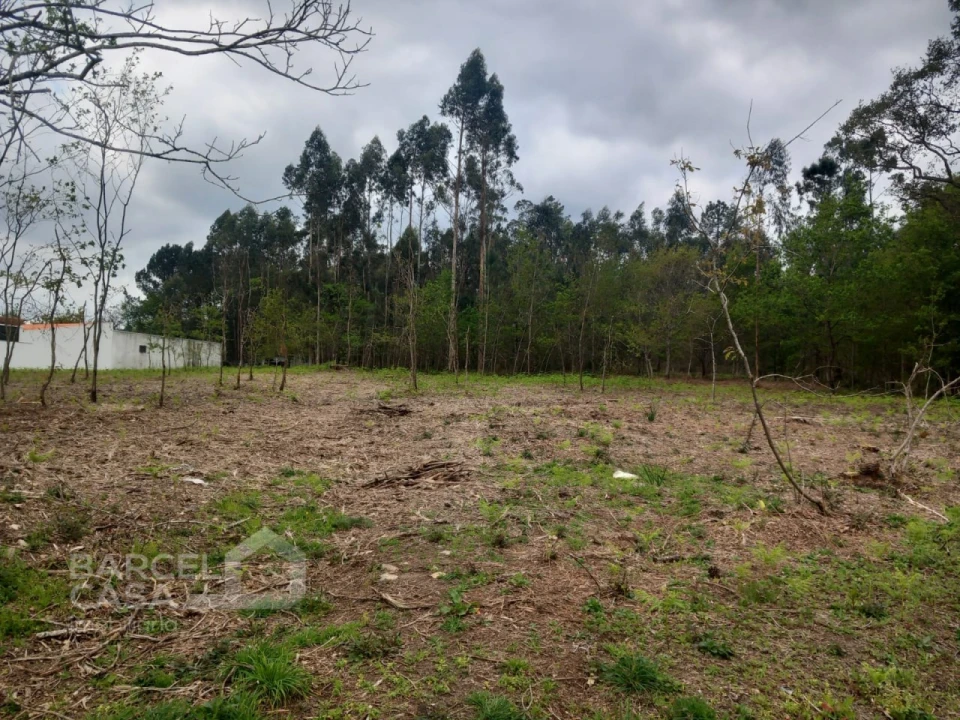 Terreno para Venda em Campo e Tamel (São Pedro Fins) Foto 6