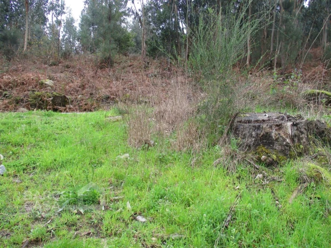 Terreno para Venda em Quintiães e Aguiar Foto 5
