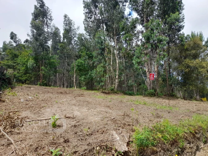 Terreno para Venda em Palme