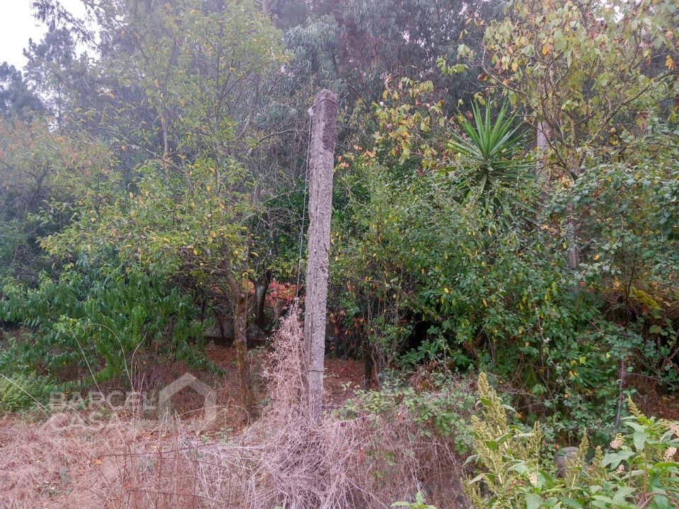 Terreno para Venda em Galegos (São Martinho) Foto 2