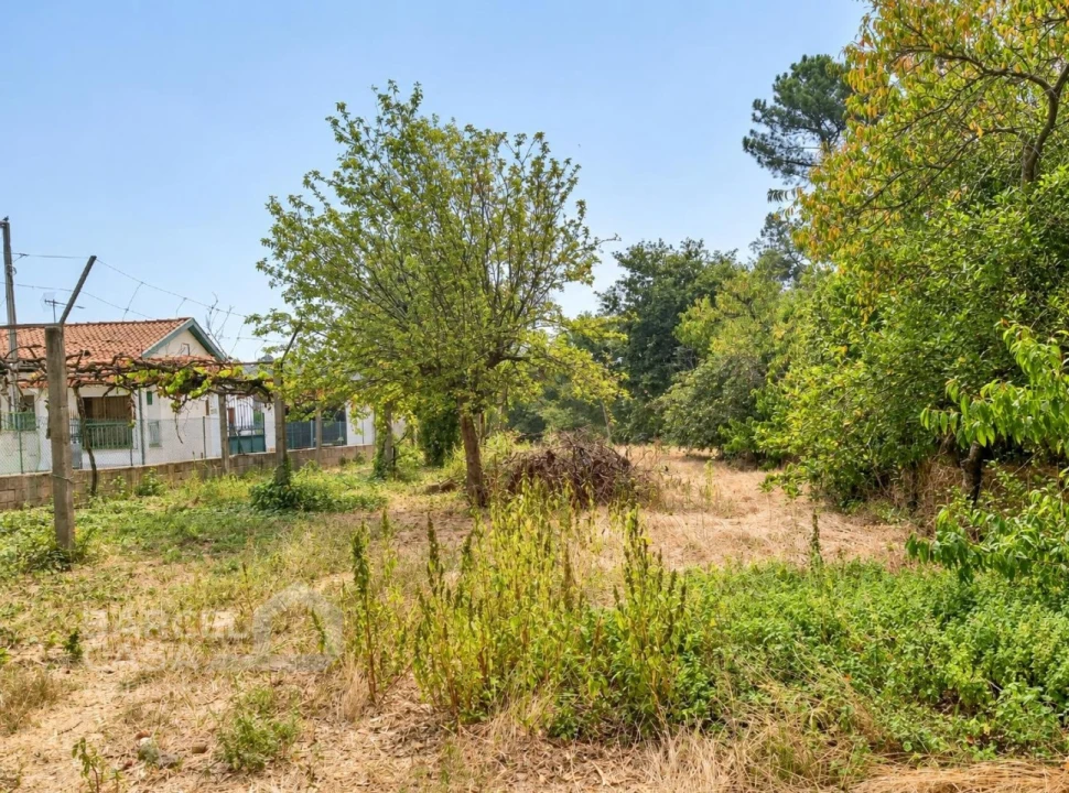 Terreno para Venda em Galegos (São Martinho) Foto 1