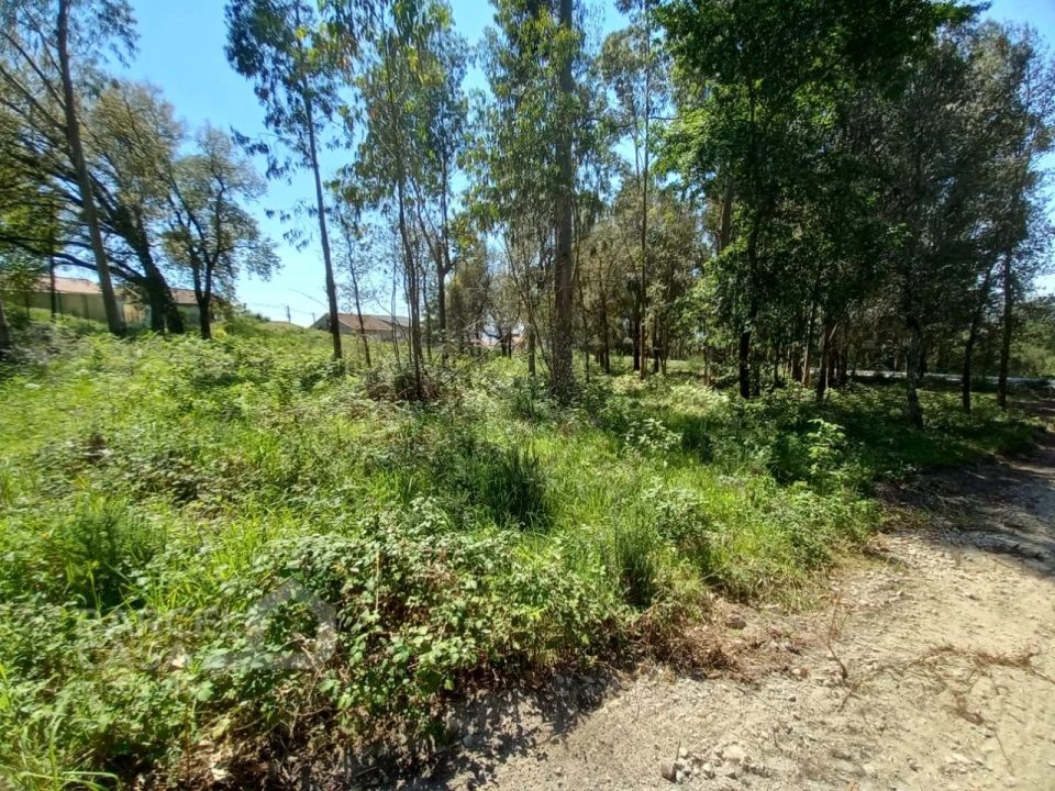 Terreno para Venda em Galegos (São Martinho) Foto 6