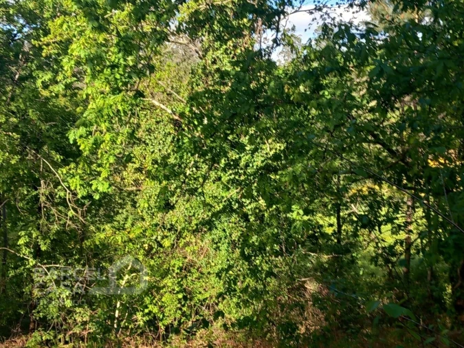 Terreno para Venda em Associação de Freguesias do Vale do Neiva Foto 5