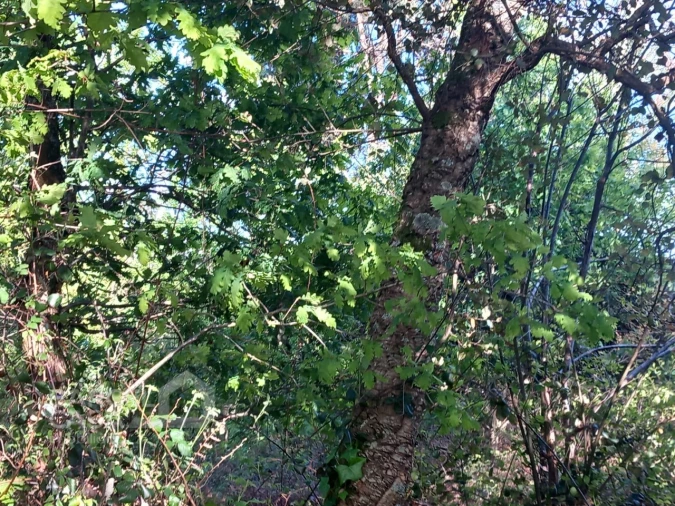 Terreno para Venda em Associação de Freguesias do Vale do Neiva Foto 6