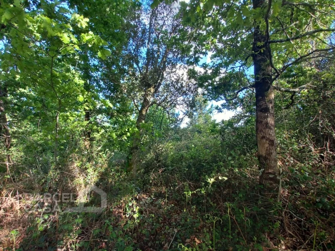 Terreno para Venda em Associação de Freguesias do Vale do Neiva Foto 8