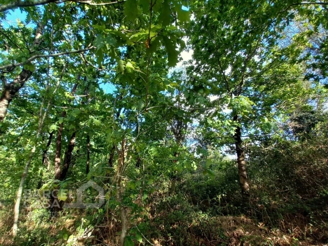 Terreno para Venda em Associação de Freguesias do Vale do Neiva Foto 10