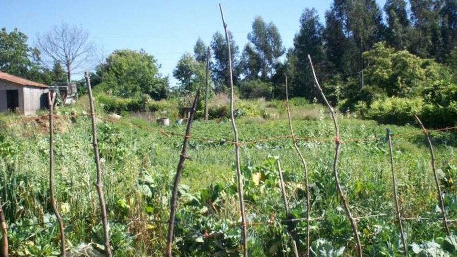 Terreno para Venda em Carvalhal