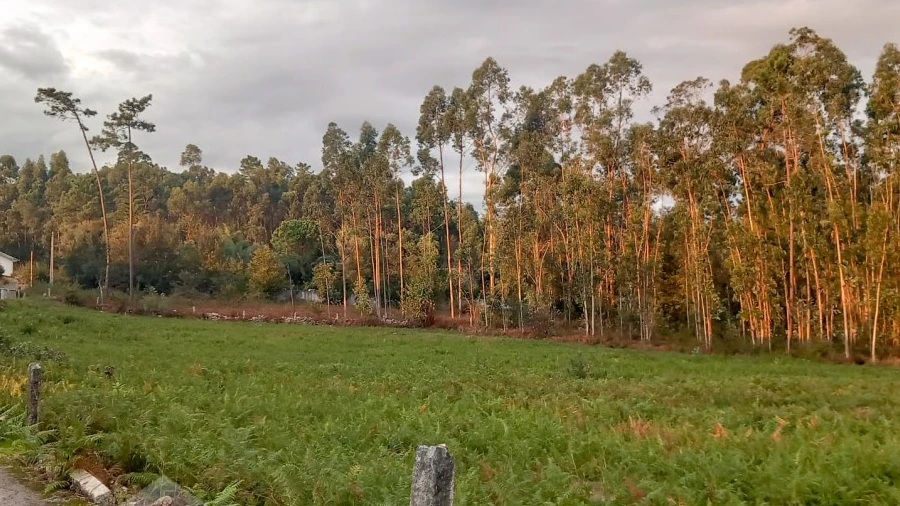 Terreno para Venda em Alheira e Igreja Nova