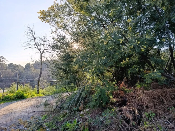 Terreno para Venda em Pico de Regalados, Gondiães e Mós Foto 3
