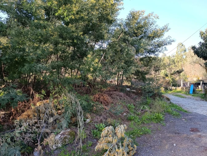 Terreno para Venda em Pico de Regalados, Gondiães e Mós Foto 5