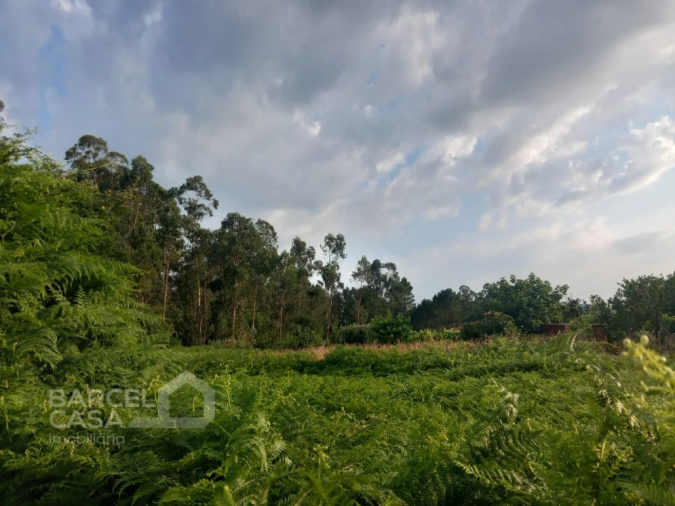 Terreno para Venda em Alvito (São Pedro e São Martinho) e Couto Foto 9