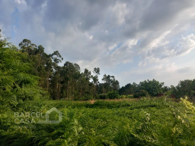 Terreno para Venda em Alvito (São Pedro e São Martinho) e Couto Foto 9