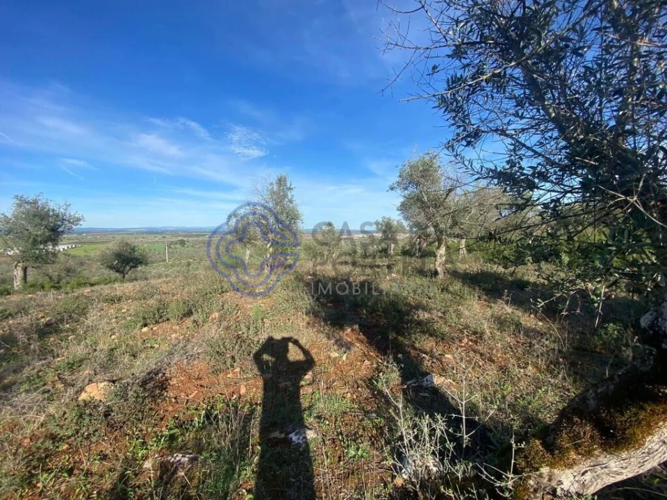 Terreno para Venda em Sousel Foto 3