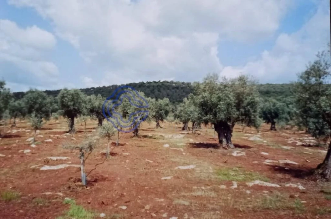 Terreno para Venda em Sousel Foto 9