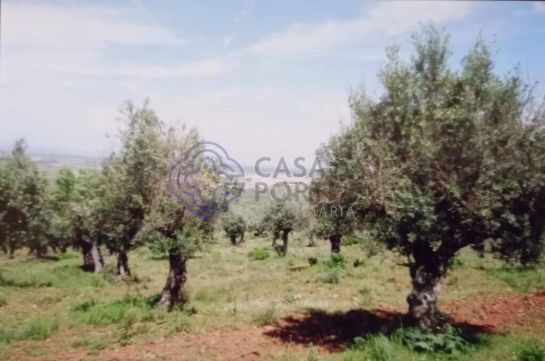 Terreno para Venda em Sousel Foto 8