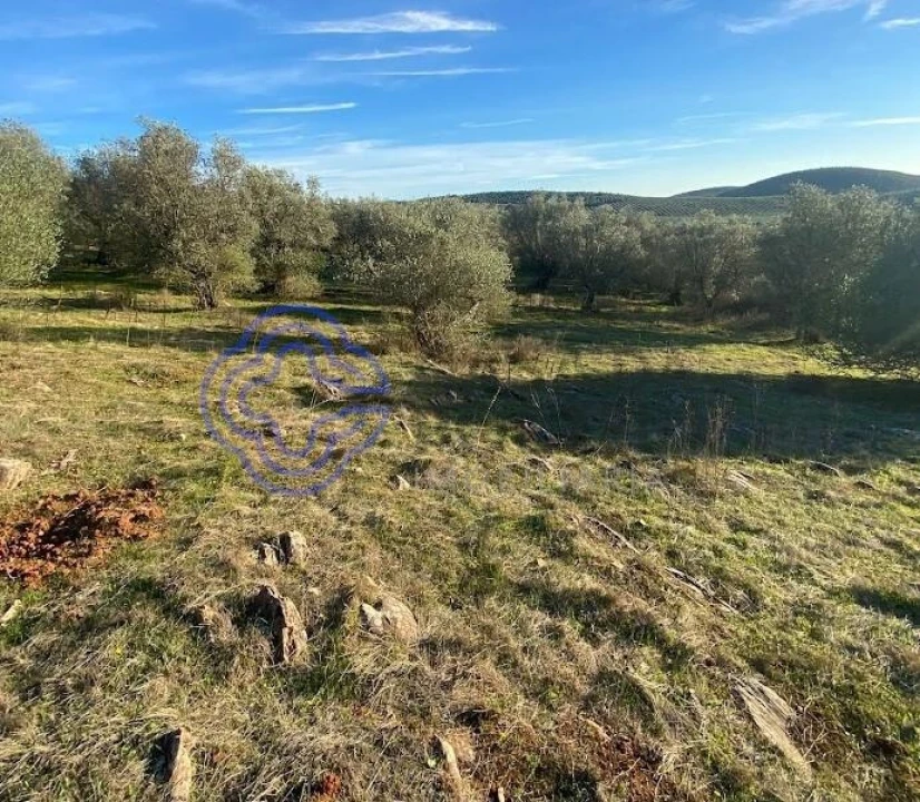 Terreno para Venda em Sousel Foto 13