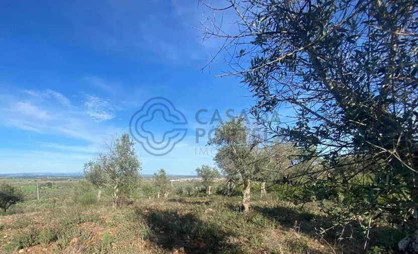 Terreno para Venda em Sousel Foto 11