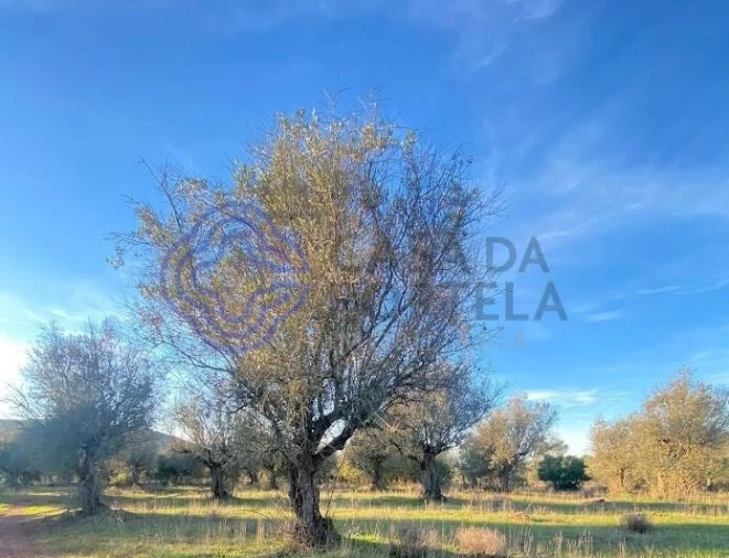 Terreno para Venda em Sousel Foto 20