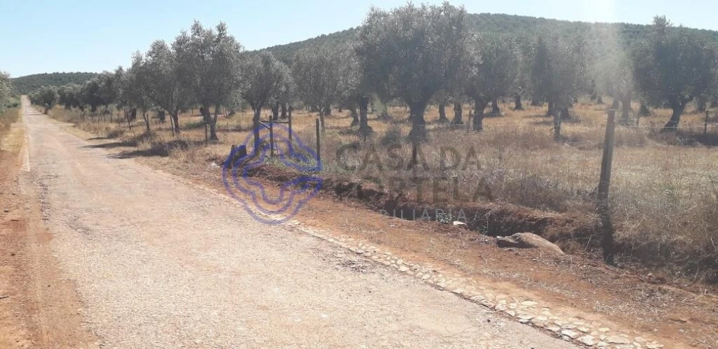 Terreno para Venda em Sousel Foto 2