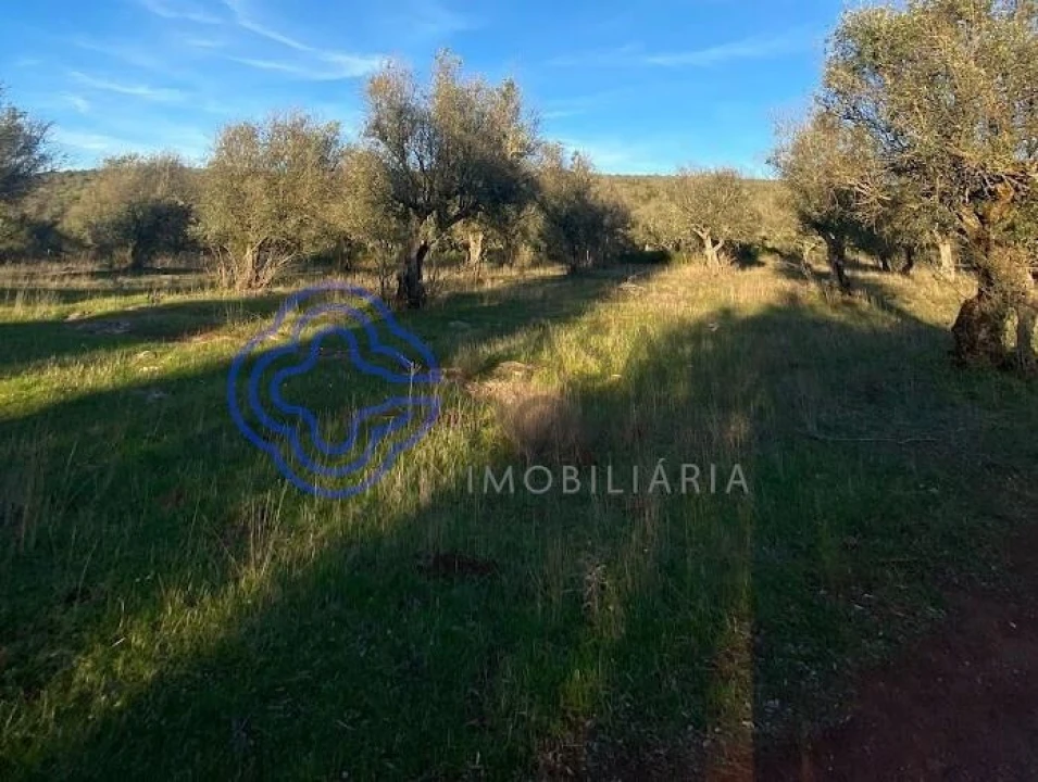 Terreno para Venda em Sousel Foto 19