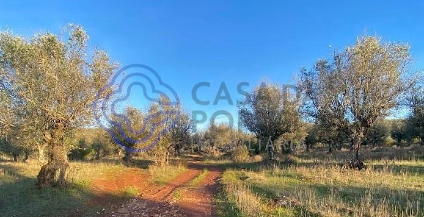 Terreno para Venda em Sousel Foto 21