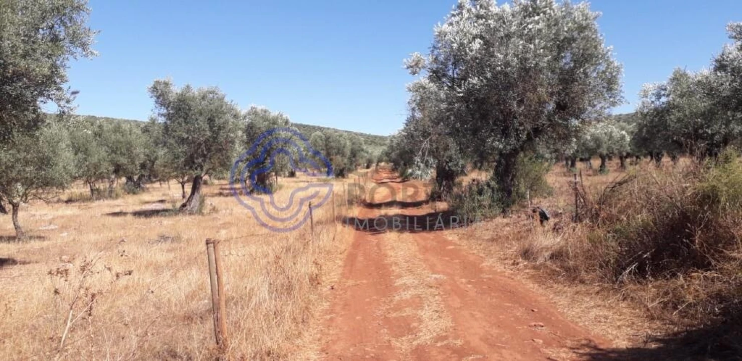 Terreno para Venda em Sousel Foto 21