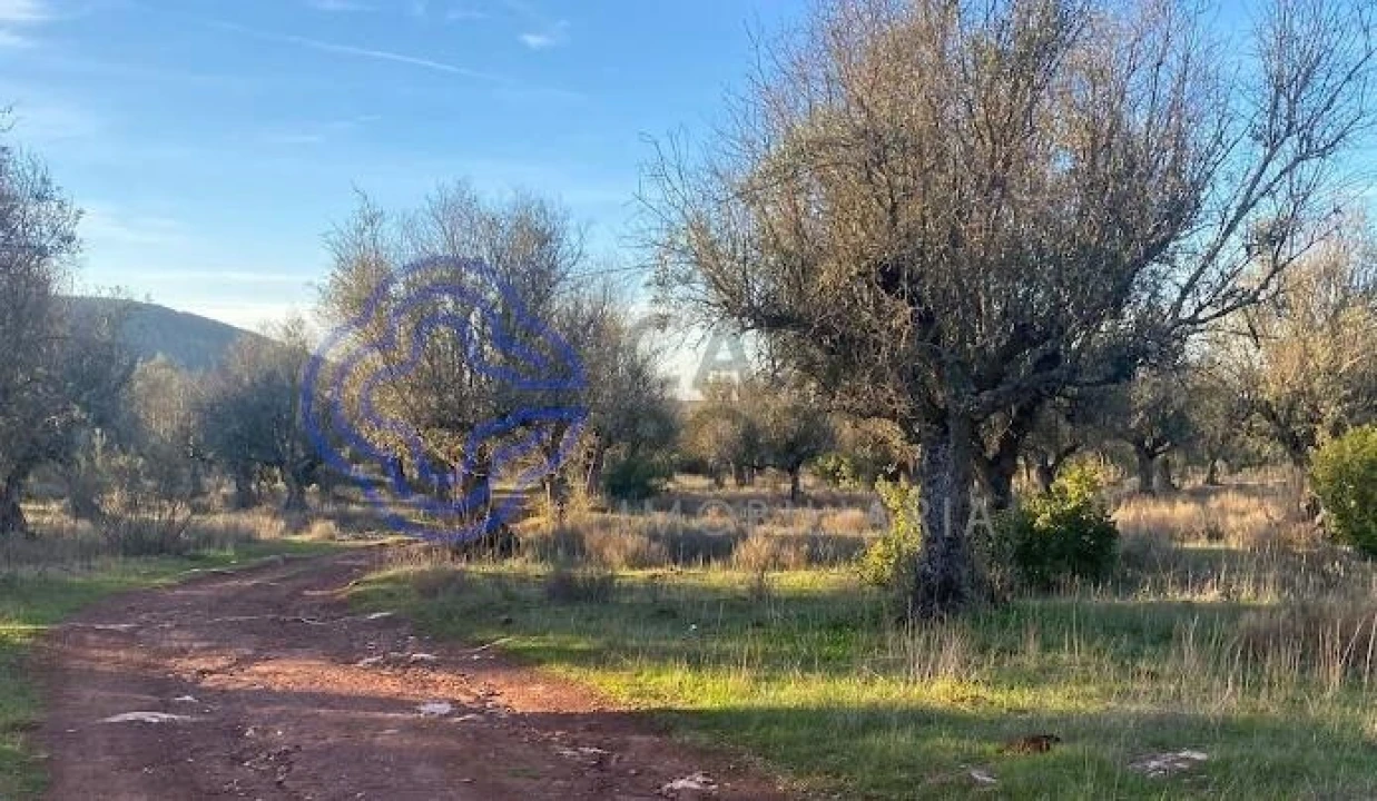 Terreno para Venda em Sousel Foto 23