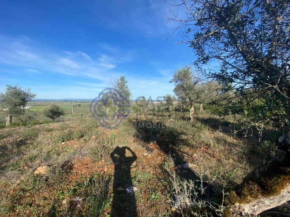 Terreno para Venda em Sousel Foto 41