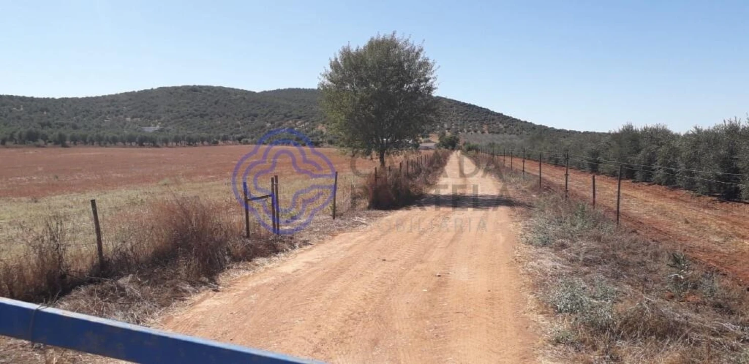 Terreno para Venda em Sousel Foto 9