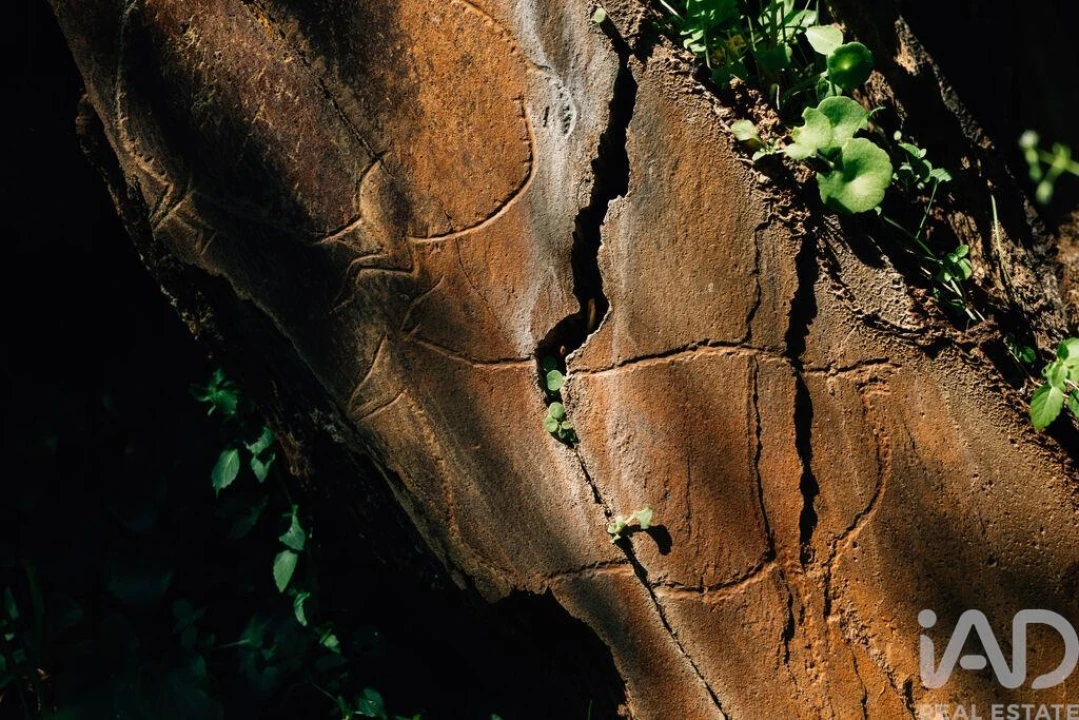 Quinta para Venda em Chãs Foto 24