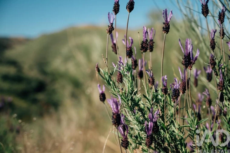 Quinta para Venda em Chãs Foto 36