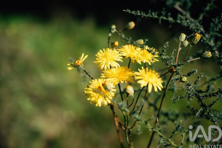 Quinta para Venda em Chãs Foto 37