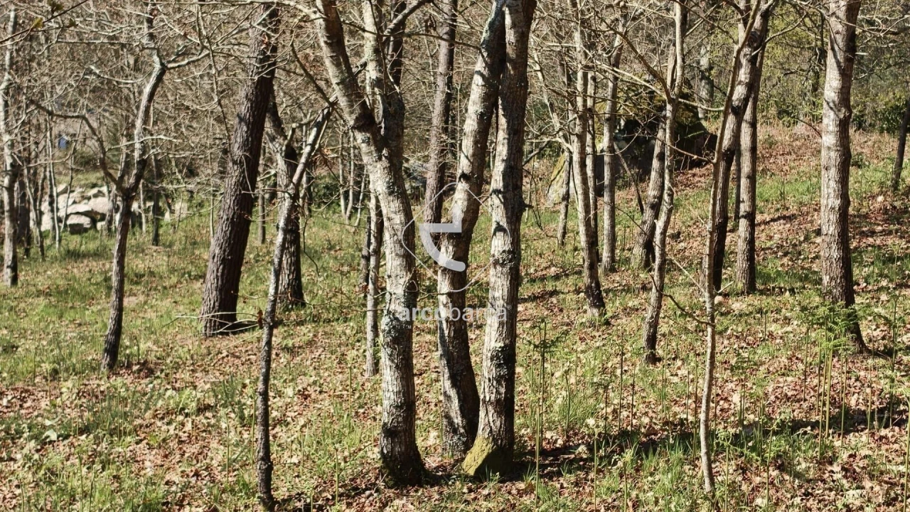 Terreno para Venda em Formariz e Ferreira Foto 45