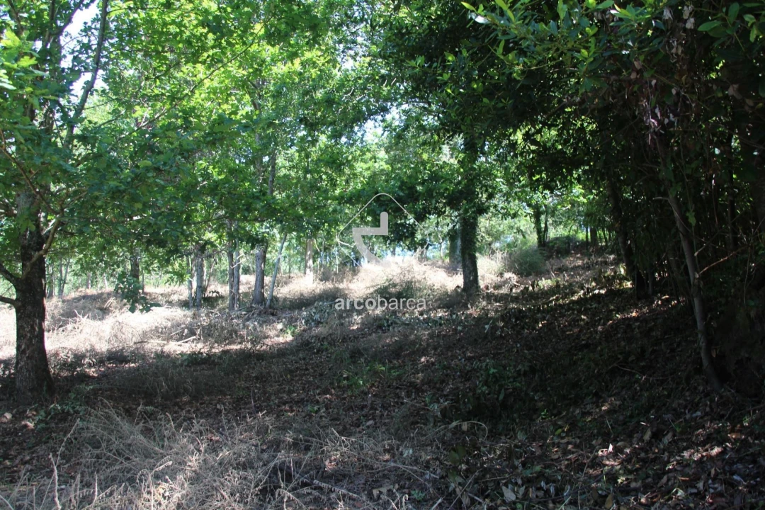 Terreno para Venda em Formariz e Ferreira Foto 24