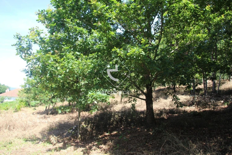 Terreno para Venda em Formariz e Ferreira Foto 22