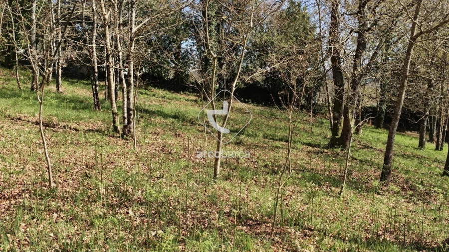 Terreno para Venda em Formariz e Ferreira Foto 3