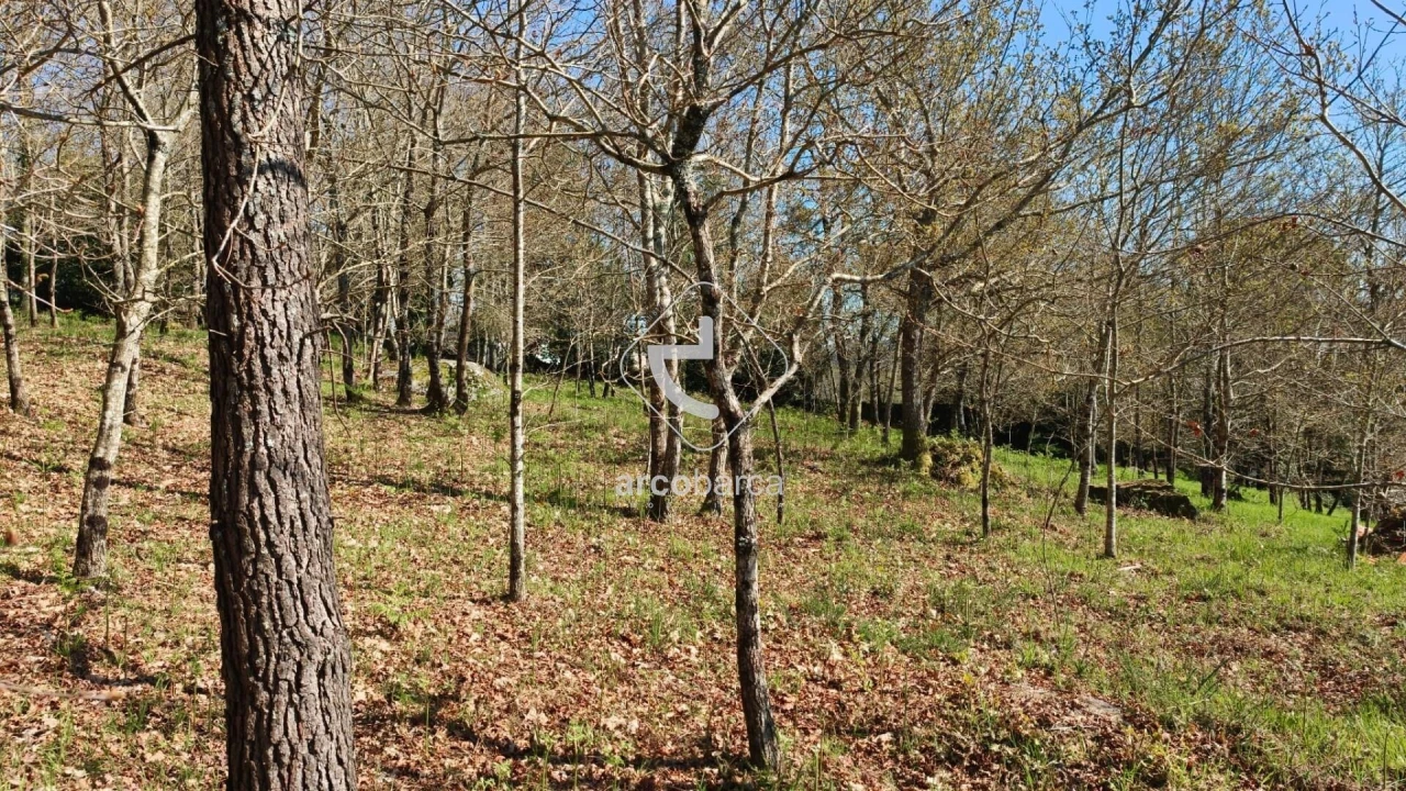 Terreno para Venda em Formariz e Ferreira Foto 8