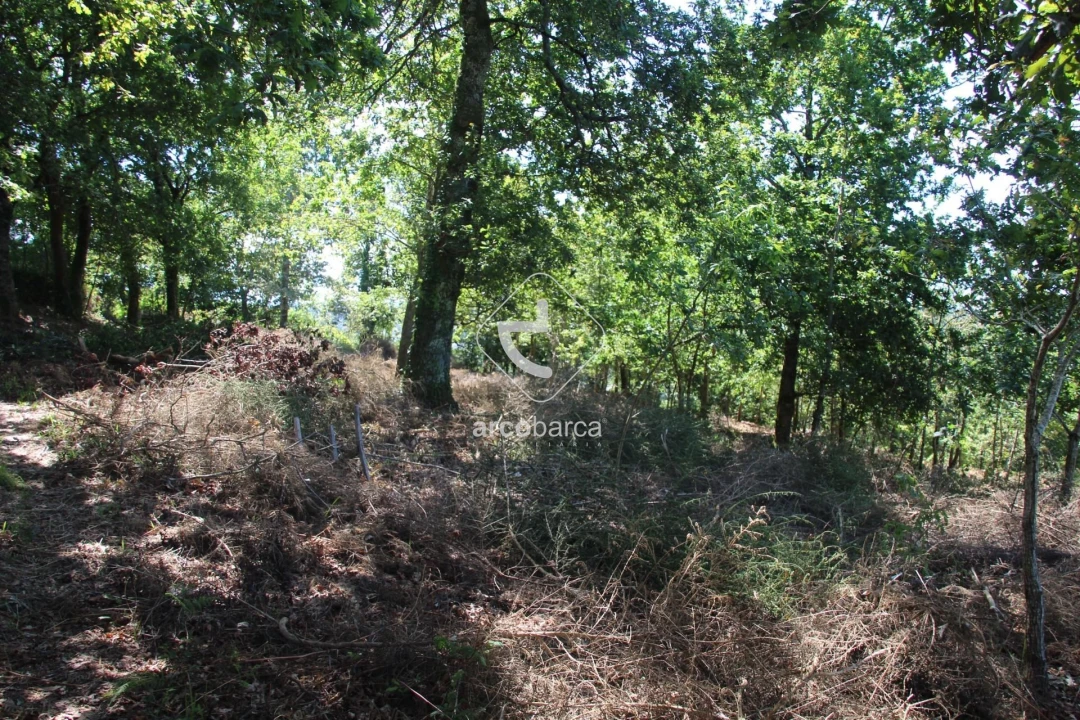 Terreno para Venda em Formariz e Ferreira Foto 36