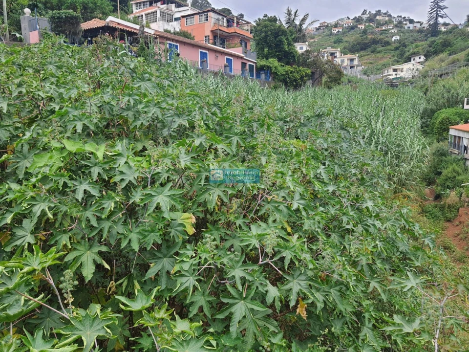 Terreno para Venda em Santo Antonio Foto 10
