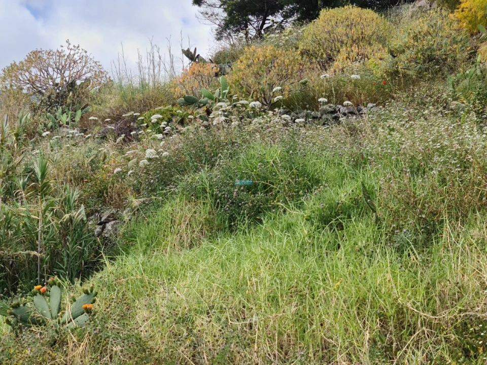 Terreno para Venda em Tabua Foto 7