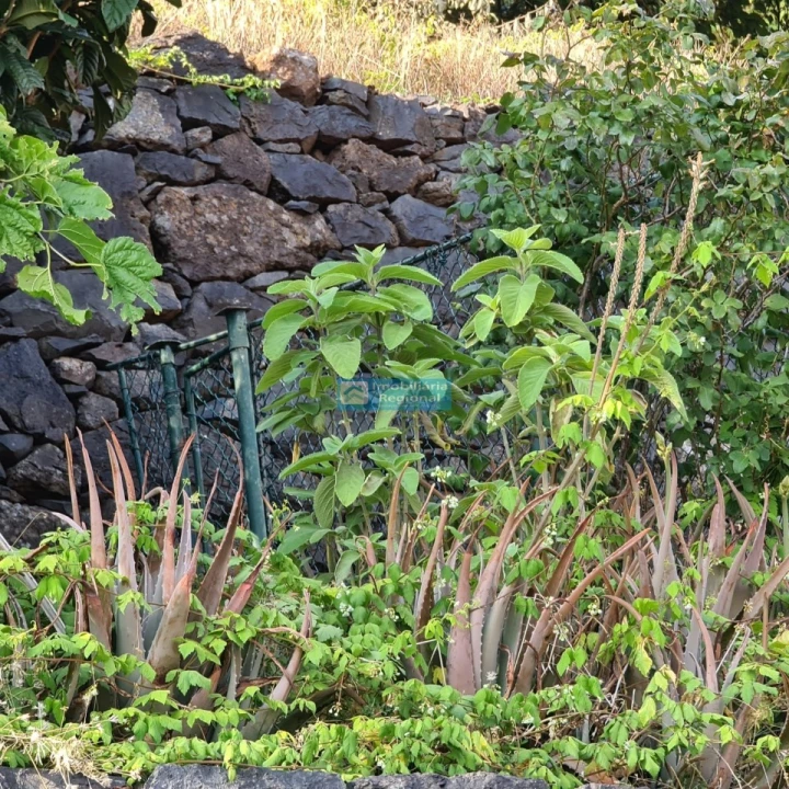 Terreno para Venda em Tabua Foto 12
