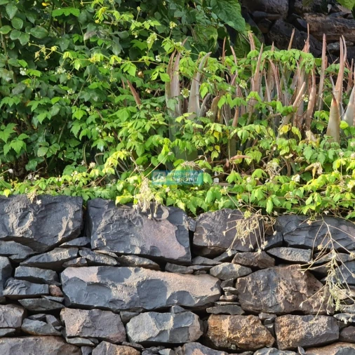 Terreno para Venda em Tabua Foto 13