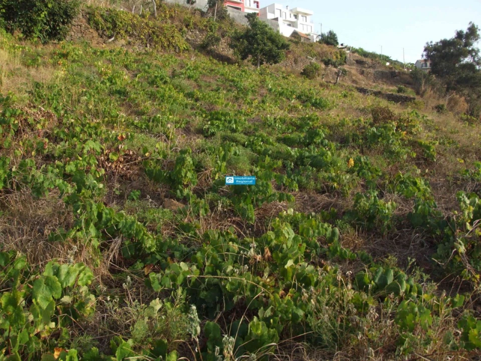 Terreno para Venda em Arco da Calheta Foto 5