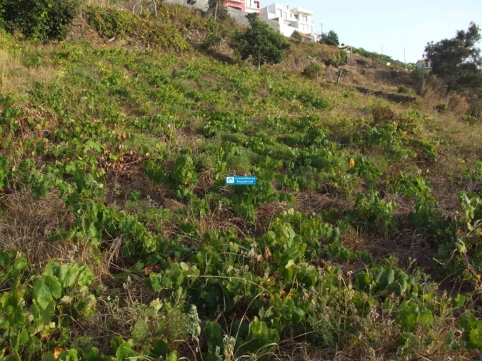 Terreno para Venda em Arco da Calheta Foto 5