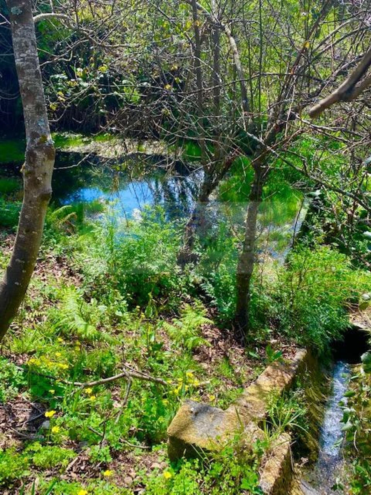 Terreno para Venda em Cedrim e Paradela Foto 4